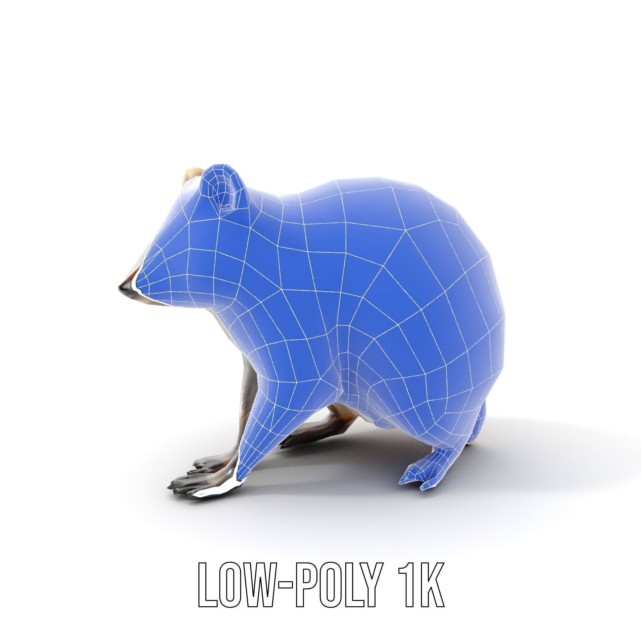 Realistic Raccoon Model Pack Low-poly 3D model_11
