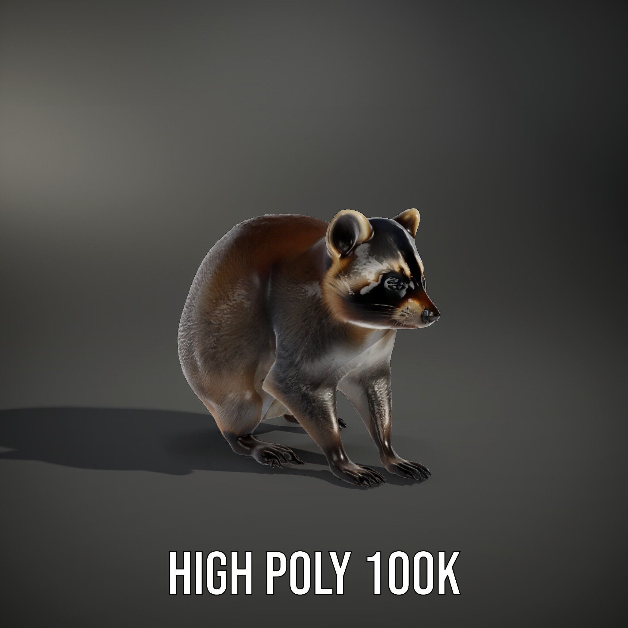 Realistic Raccoon Model Pack Low-poly 3D model_9