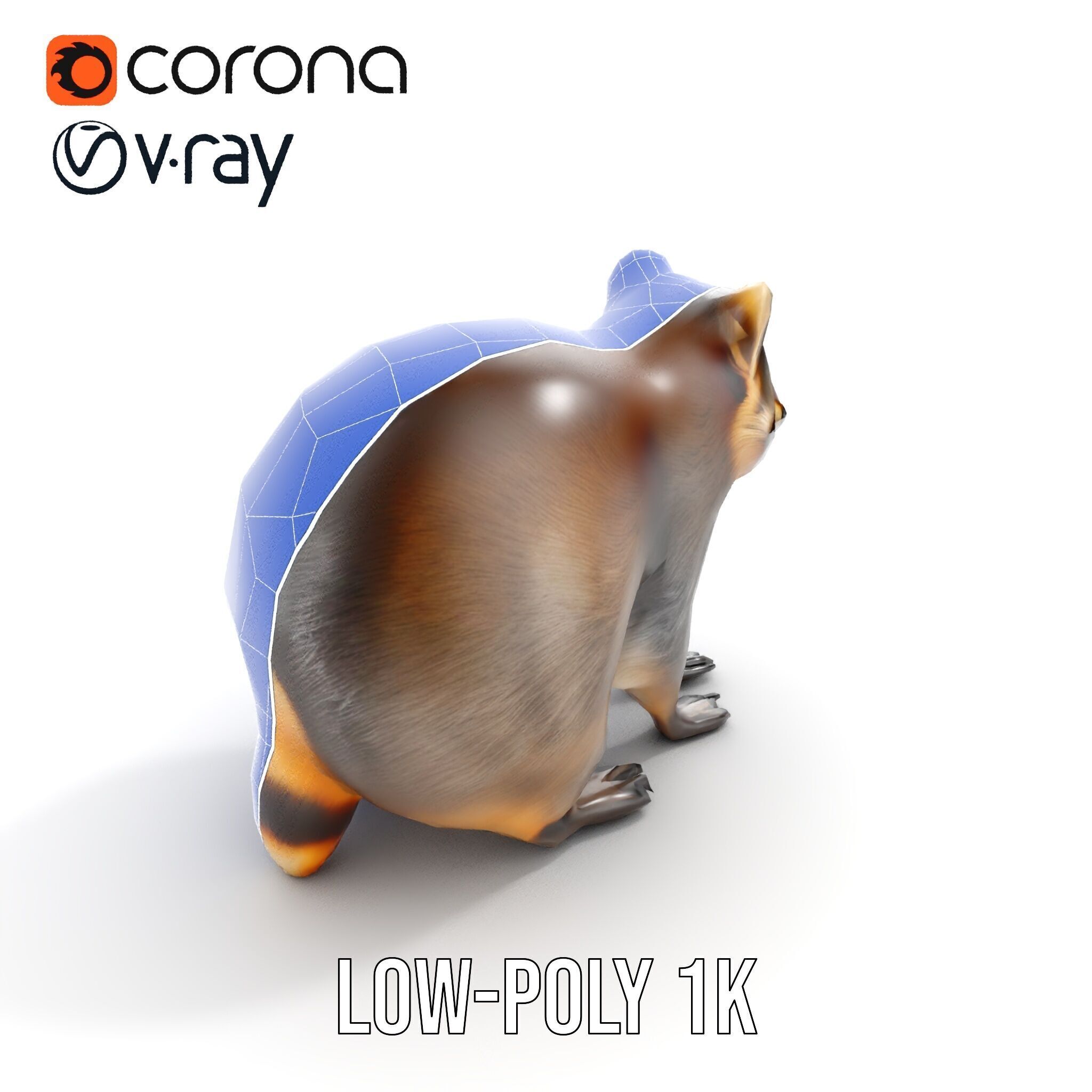 Realistic Raccoon Model Pack Low-poly 3D model_29