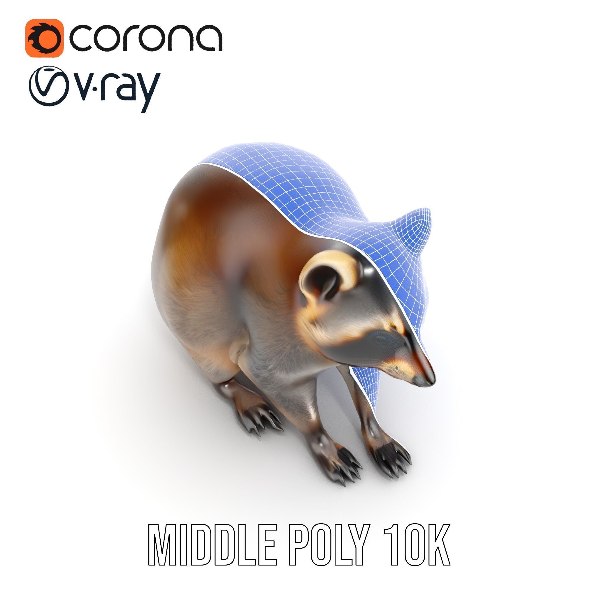 Realistic Raccoon Model Pack Low-poly 3D model_28