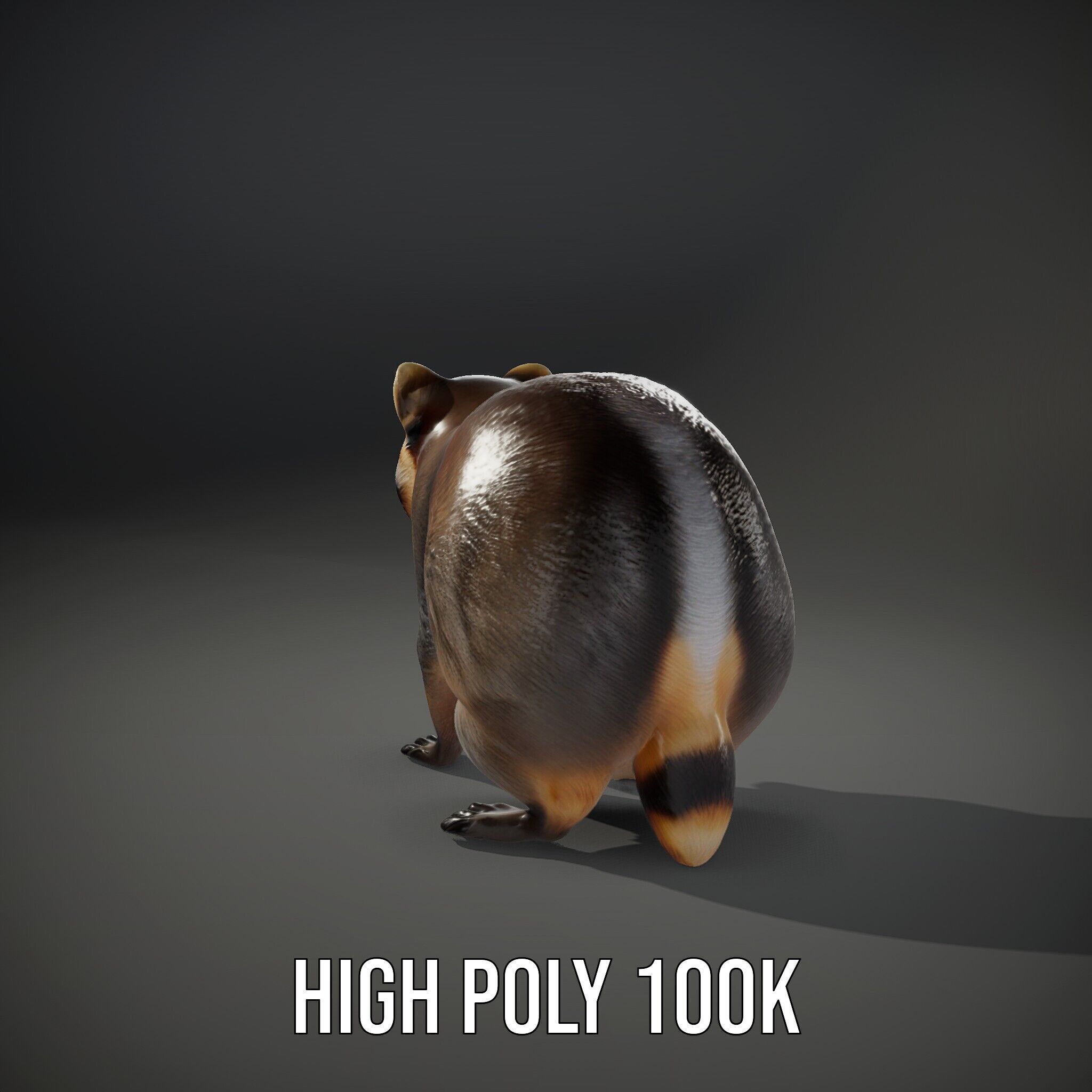 Realistic Raccoon Model Pack Low-poly 3D model_15