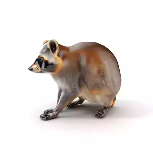 Realistic Raccoon Model Pack Low-poly 3D model