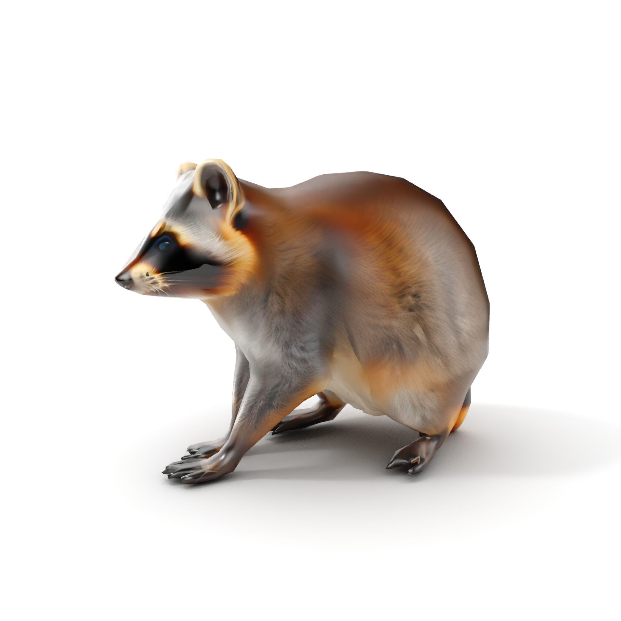 Realistic Raccoon Model Pack Low-poly 3D model_8