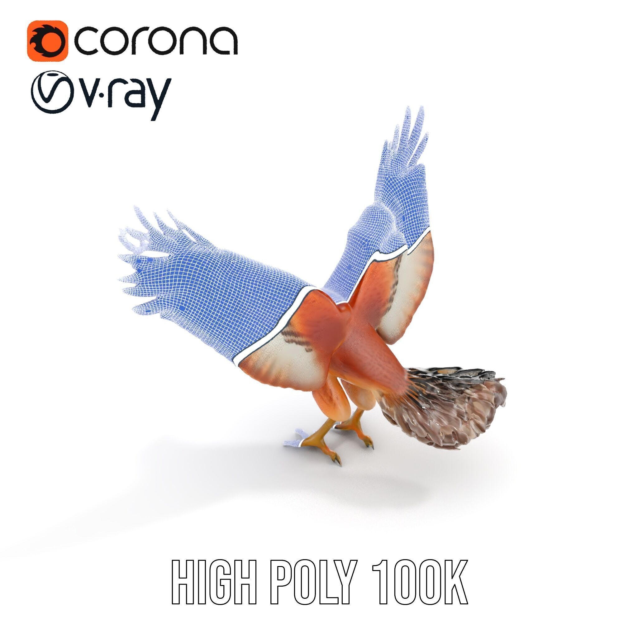 Eagle Model Pack  Realistic Bird D Model for Animation and Games Low-poly 3D model_31