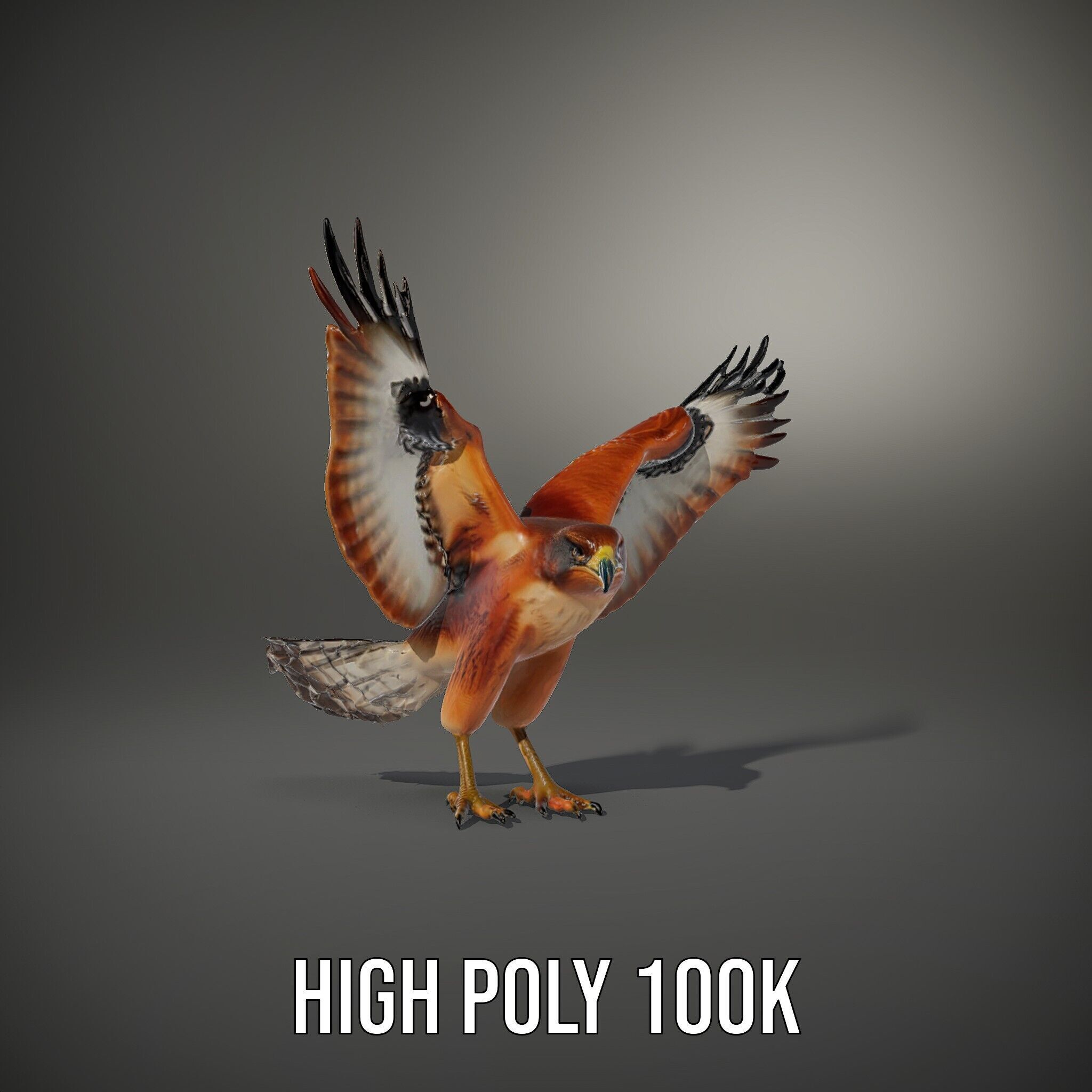 Eagle Model Pack  Realistic Bird D Model for Animation and Games Low-poly 3D model_11