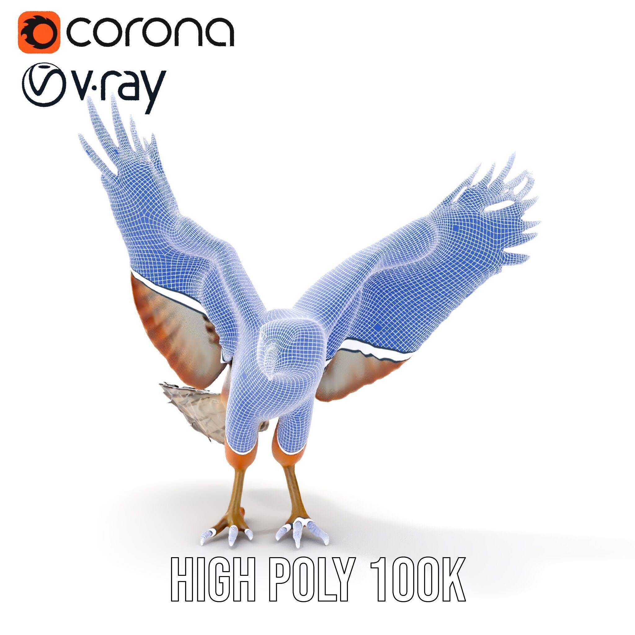 Eagle Model Pack  Realistic Bird D Model for Animation and Games Low-poly 3D model_37