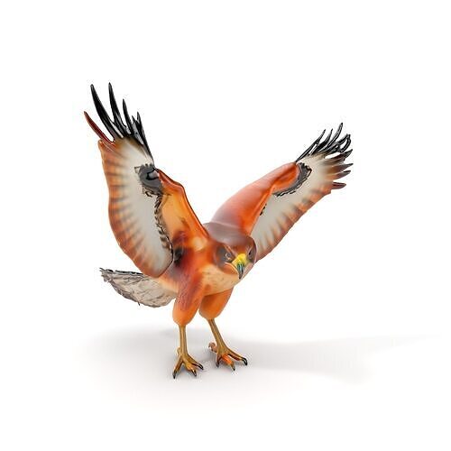 Eagle Model Pack  Realistic Bird D Model for Animation and Games Low-poly 3D model