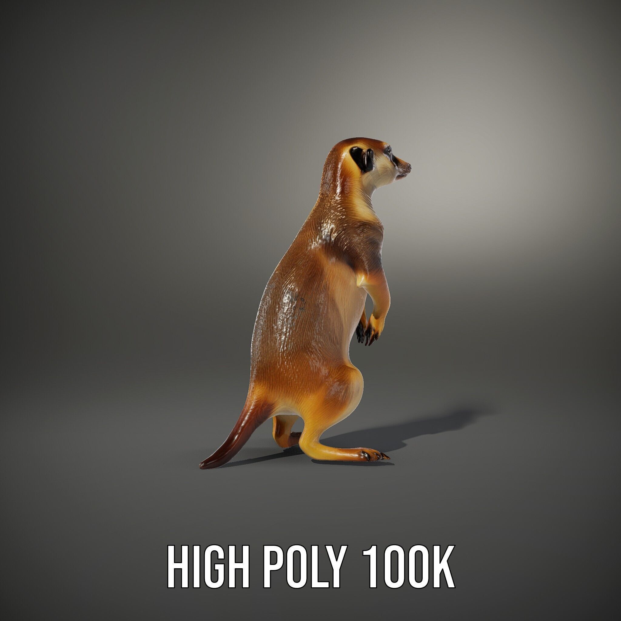 Meerkat Model Pack for CG Rendering and Animation Low-poly 3D model_15