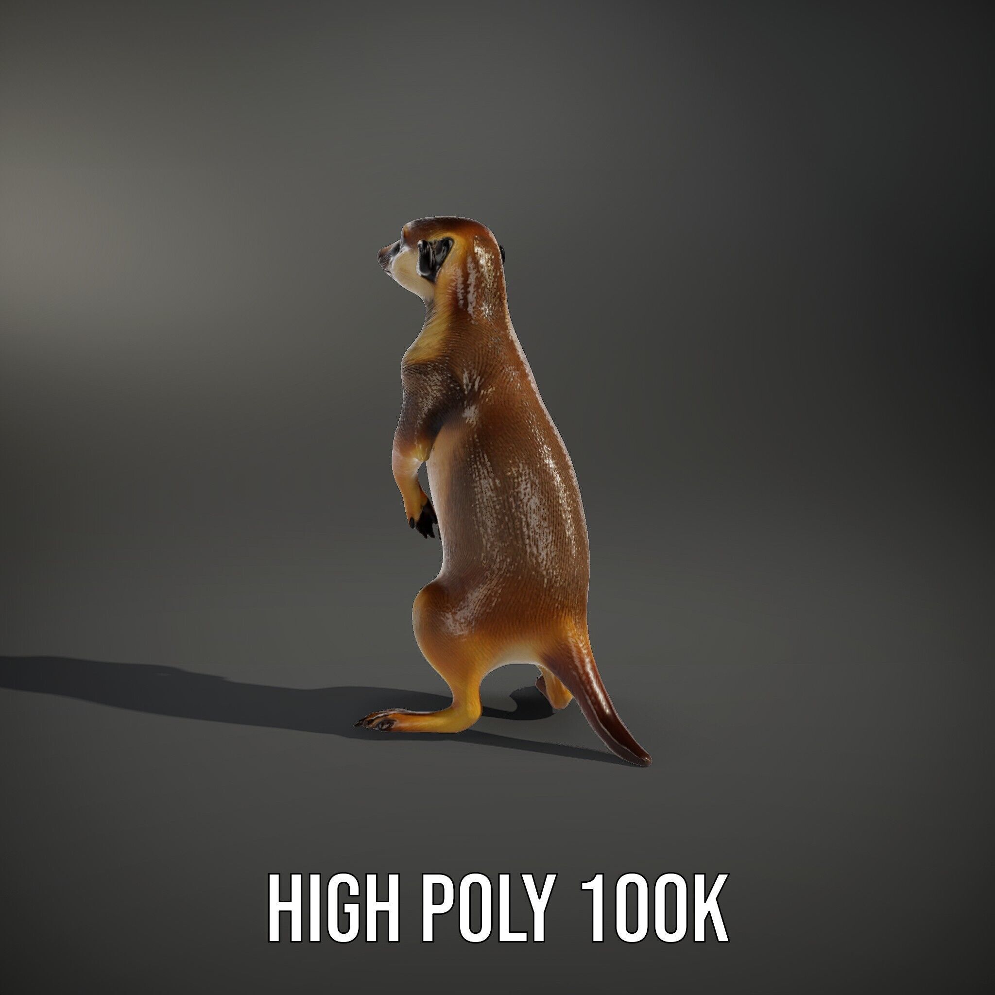 Meerkat Model Pack for CG Rendering and Animation Low-poly 3D model_9