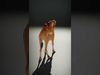 Realistic Camel Model Pack with PBR Textures Low-poly 3D model_2