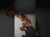 Lifelike Lynx Model Pack Dynamic Wildlife Collection Low-poly 3D model_2