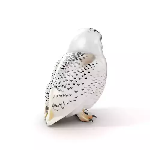 Snowy Owl D Model Pack Low-poly 3D model
