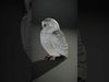Snowy Owl D Model Pack Low-poly 3D model_2