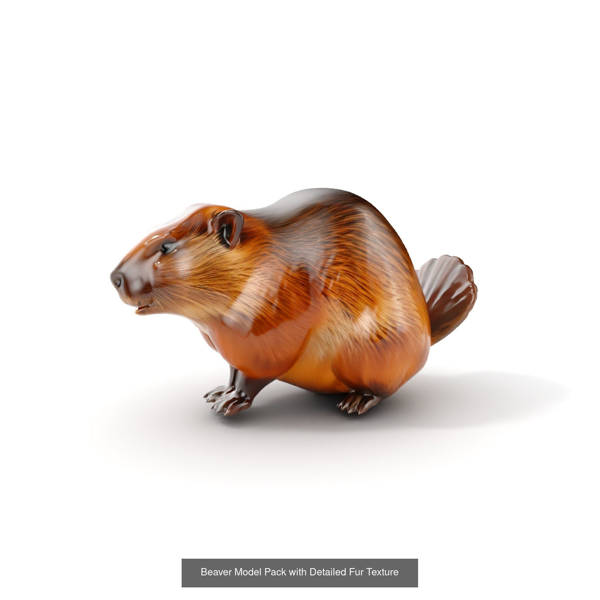 forest animals collection _24