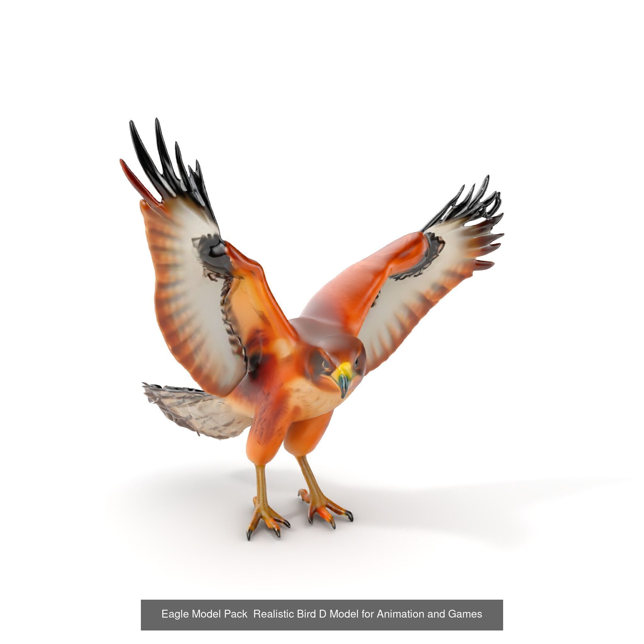 forest animals collection _30