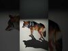 forest animals collection _4