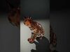 forest animals collection _19