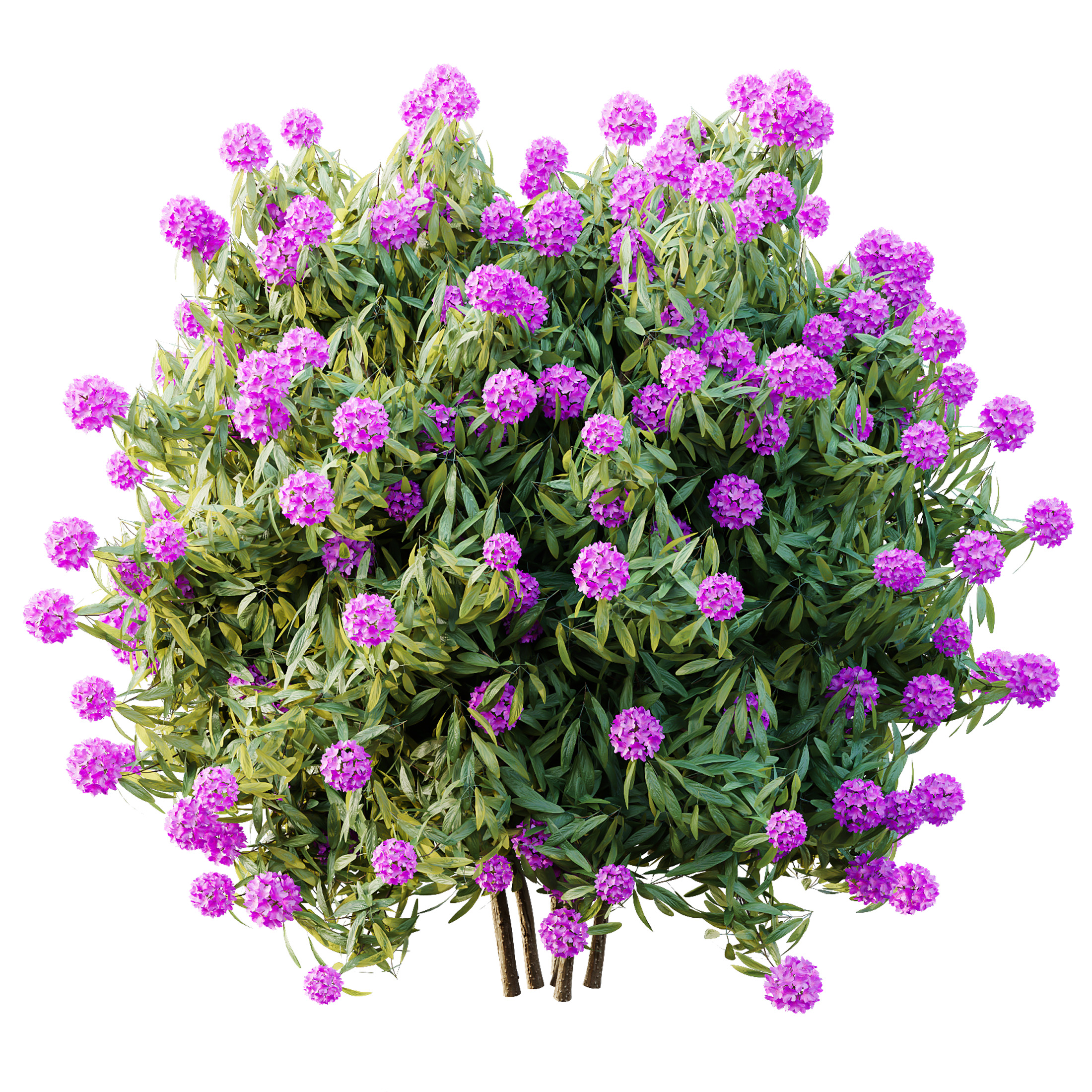 AV Colorful spring bushes Rhododendron and Ixora Jasmine 3D model_3