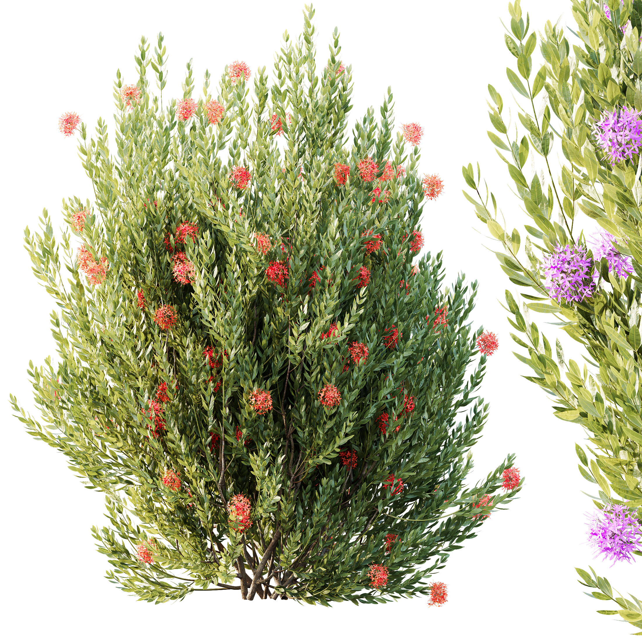 AV Colorful spring bushes Rhododendron and Ixora Jasmine 3D model_4