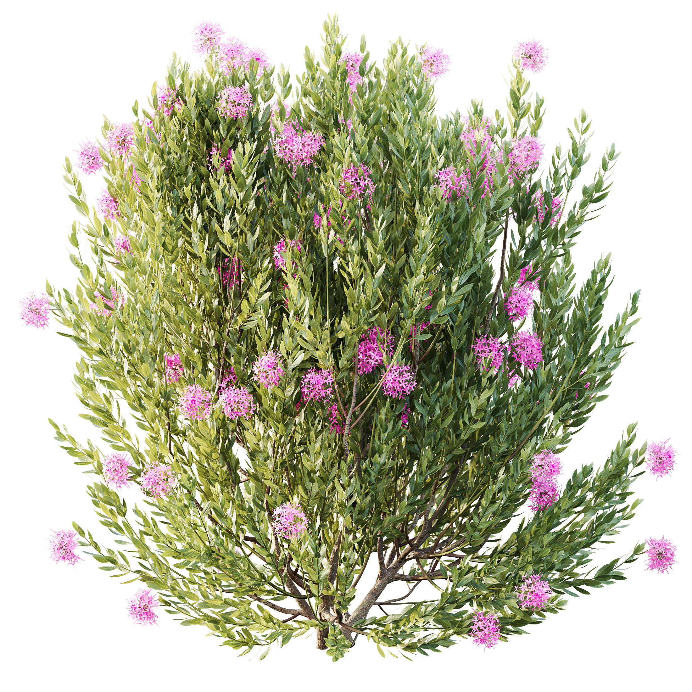 AV Colorful spring bushes Rhododendron and Ixora Jasmine 3D model_2