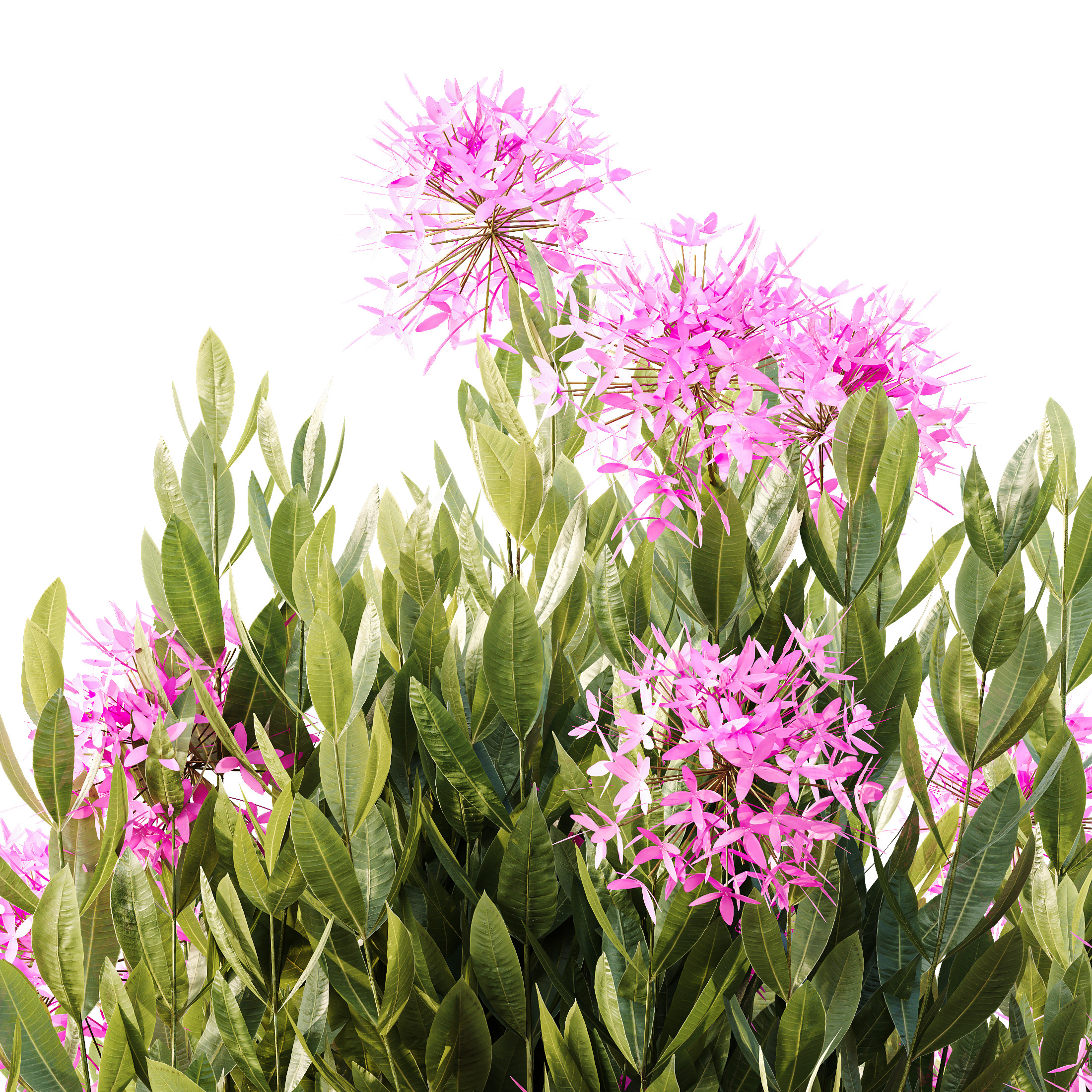 AV Colorful spring bushes Rhododendron and Ixora Jasmine 3D model_1