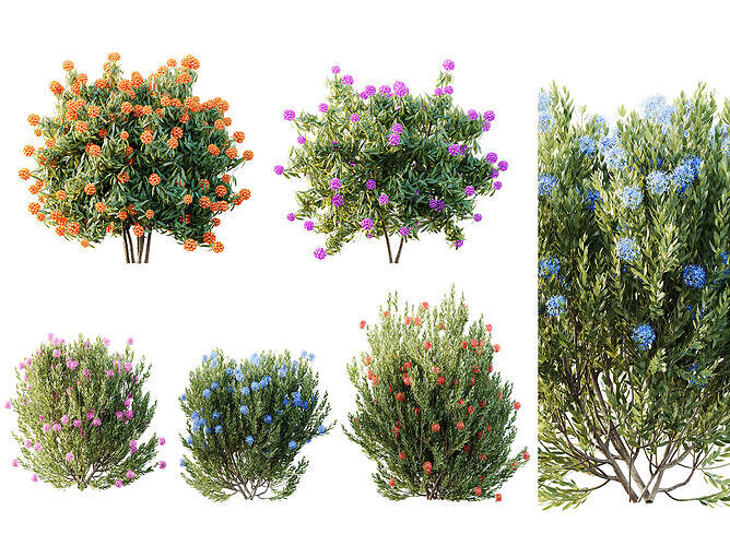 AV Colorful spring bushes Rhododendron and Ixora Jasmine 3D model