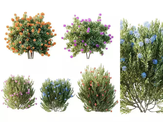 AV Colorful spring bushes Rhododendron and Ixora Jasmine 3D model