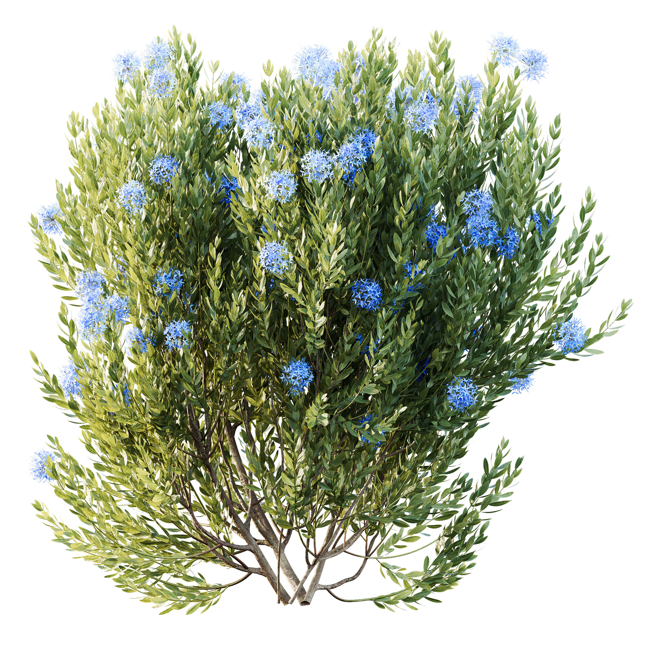 AV Colorful spring bushes Rhododendron and Ixora Jasmine 3D model_5