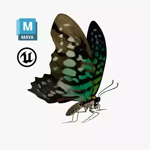 Butterfly Tayled Jay - Graphium