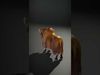 Yak Animal Model Pack with Detailed Fur Low-poly 3D model_2