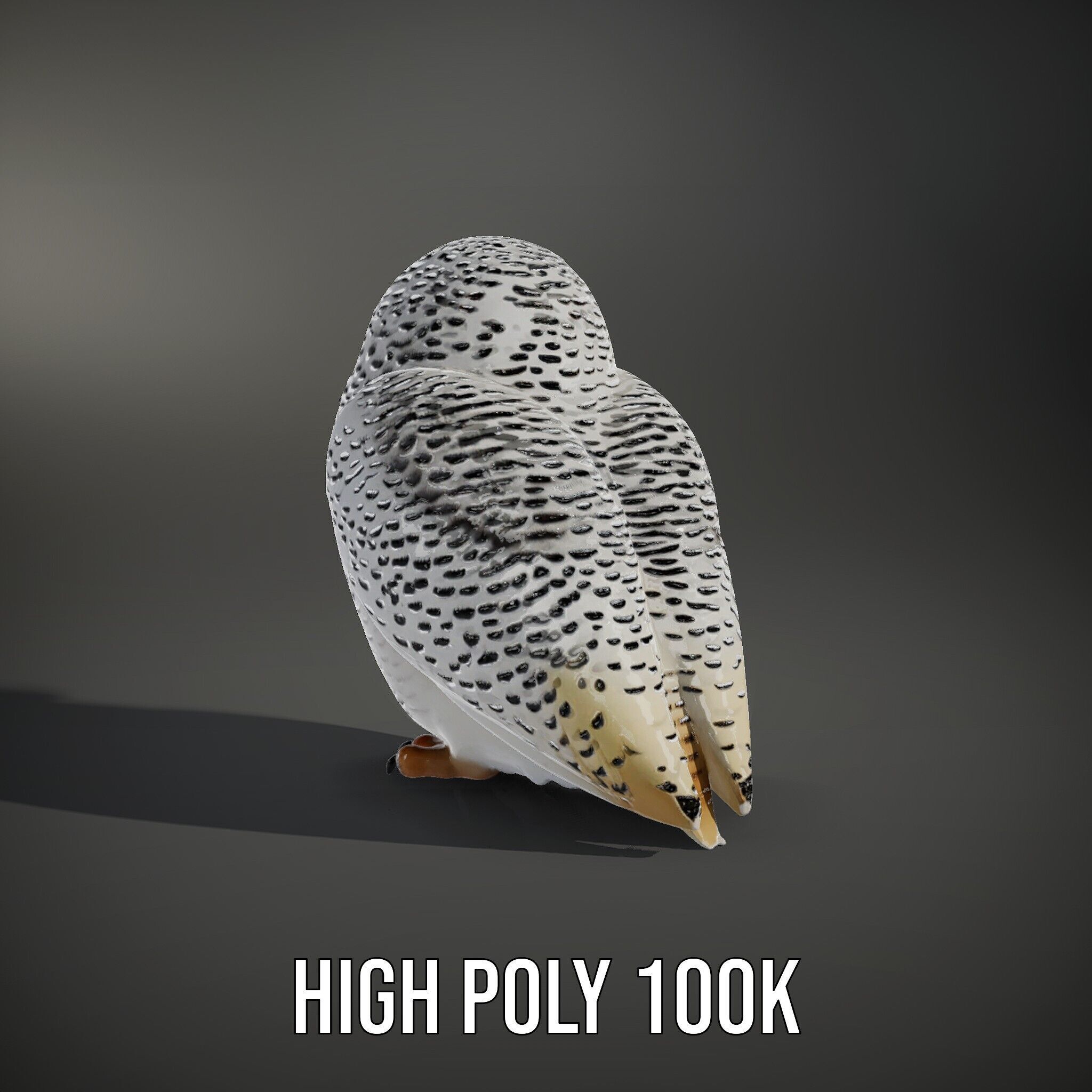 Snowy Owl Model Pack with Detailed Textures and LOD Low-poly 3D model_9