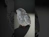 Snowy Owl Model Pack with Detailed Textures and LOD Low-poly 3D model_2