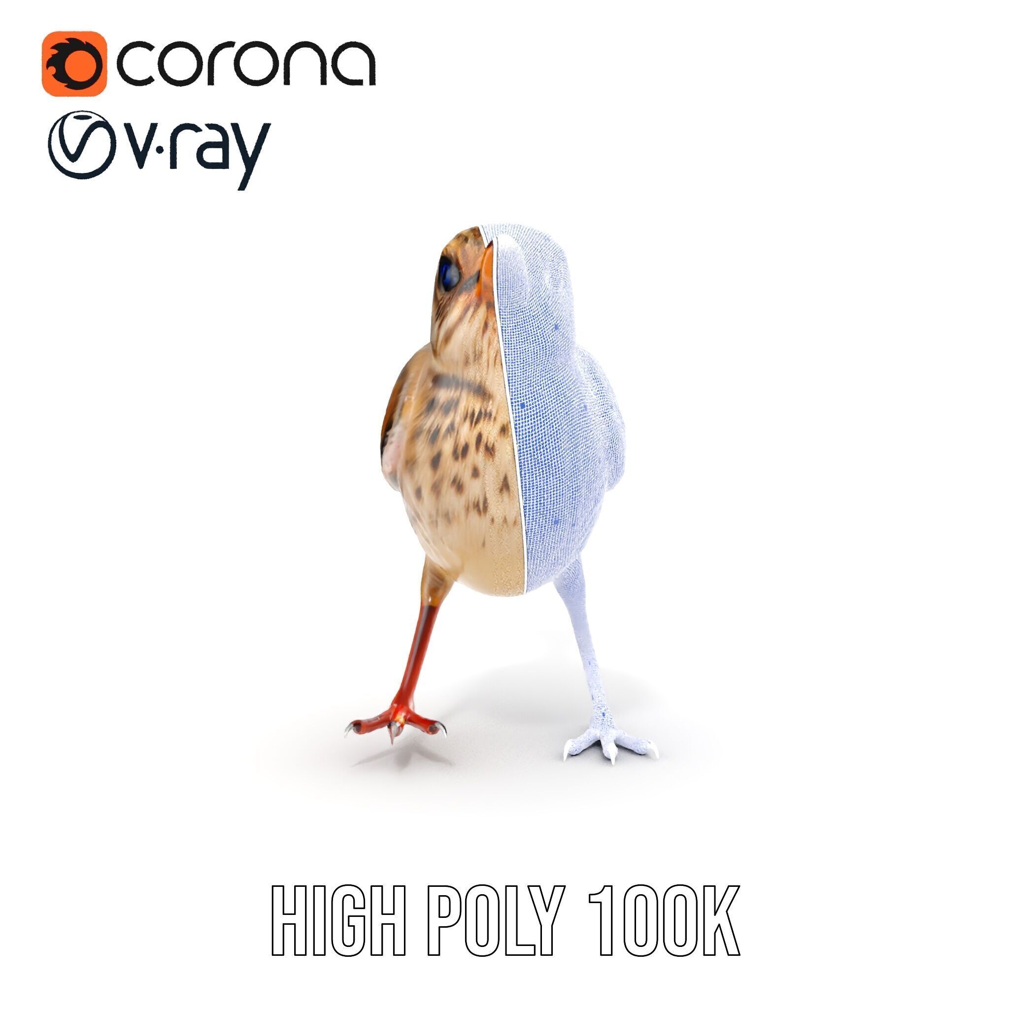 Detailed Realistic Bird D Model Pack Low-poly 3D model_38