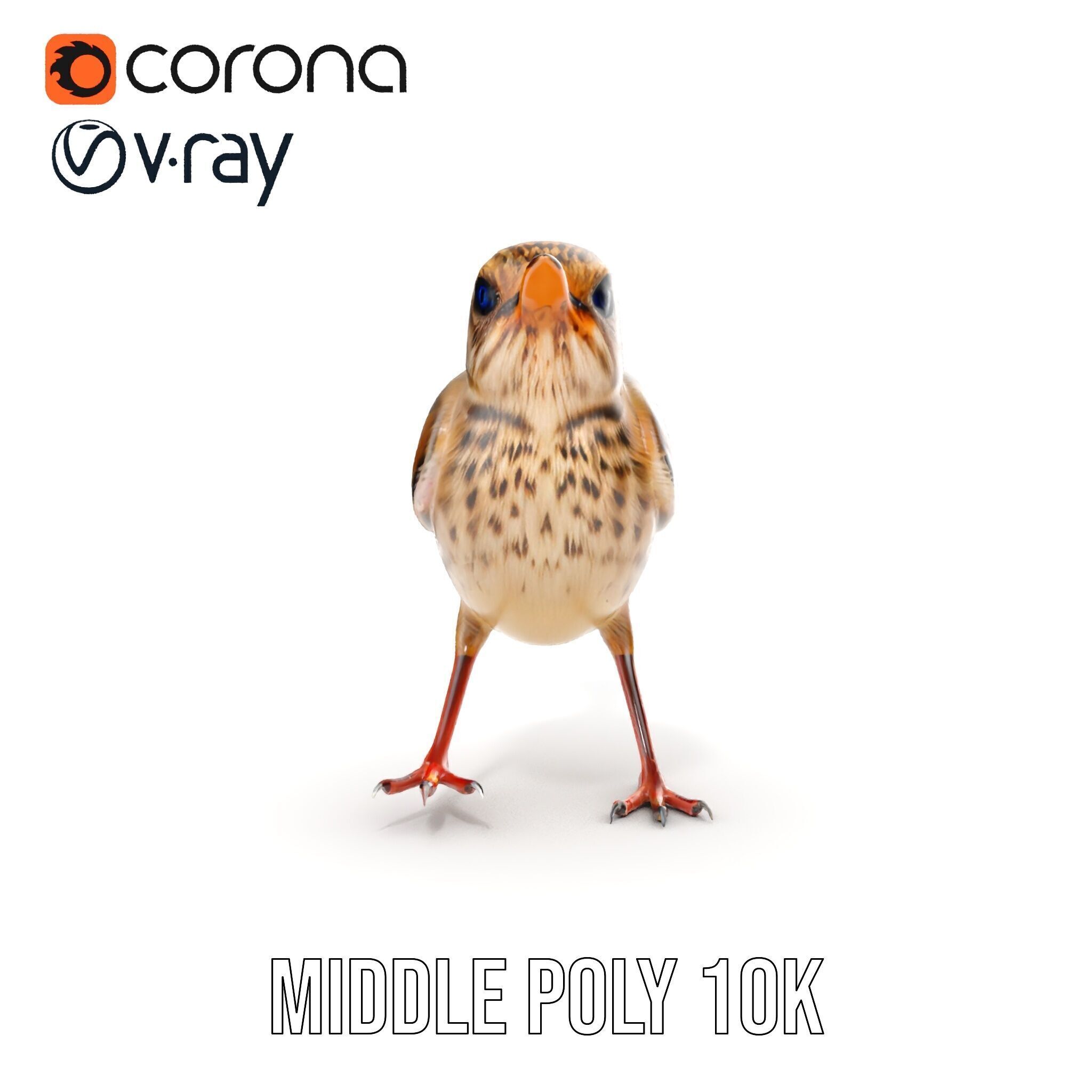 Detailed Realistic Bird D Model Pack Low-poly 3D model_26