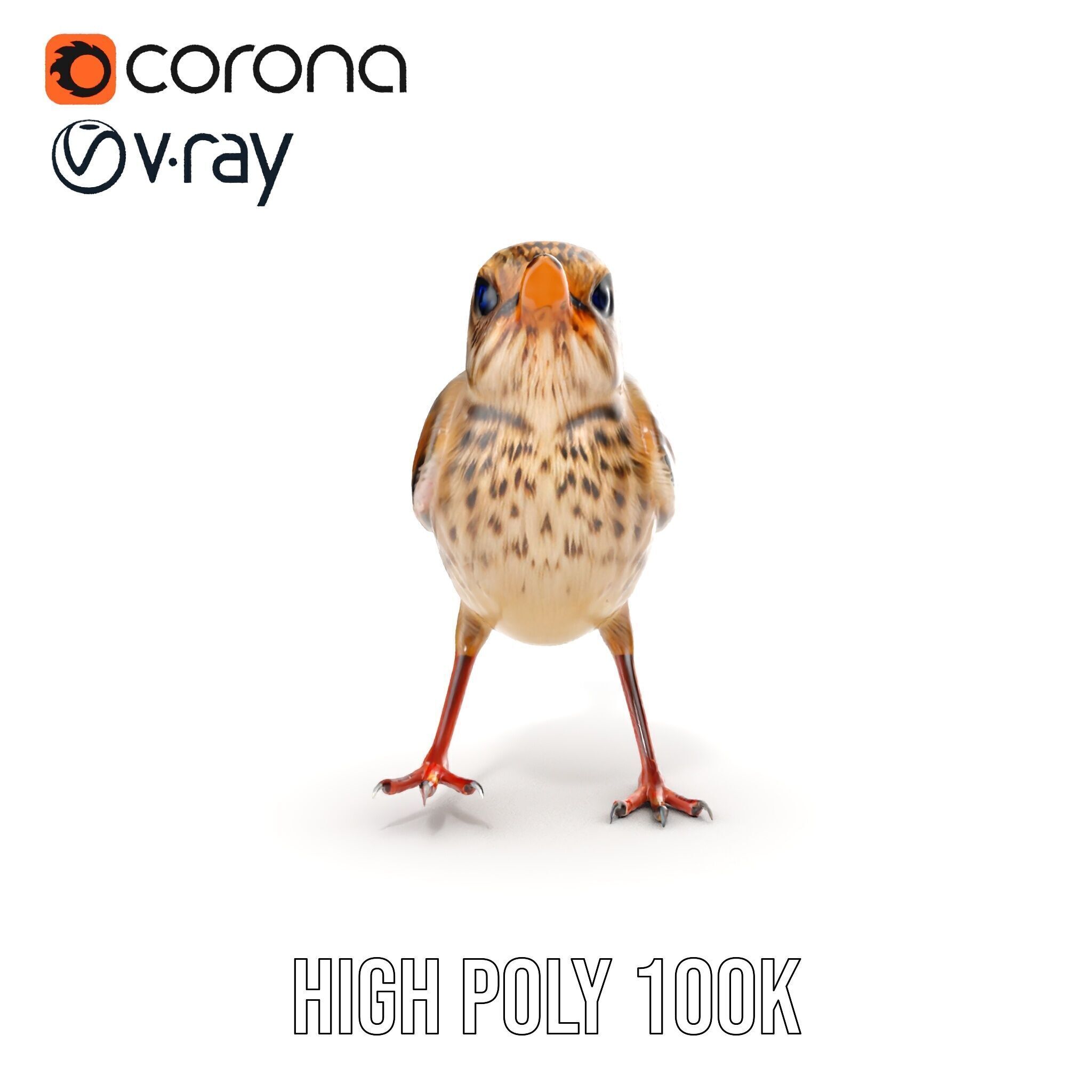 Detailed Realistic Bird D Model Pack Low-poly 3D model_33