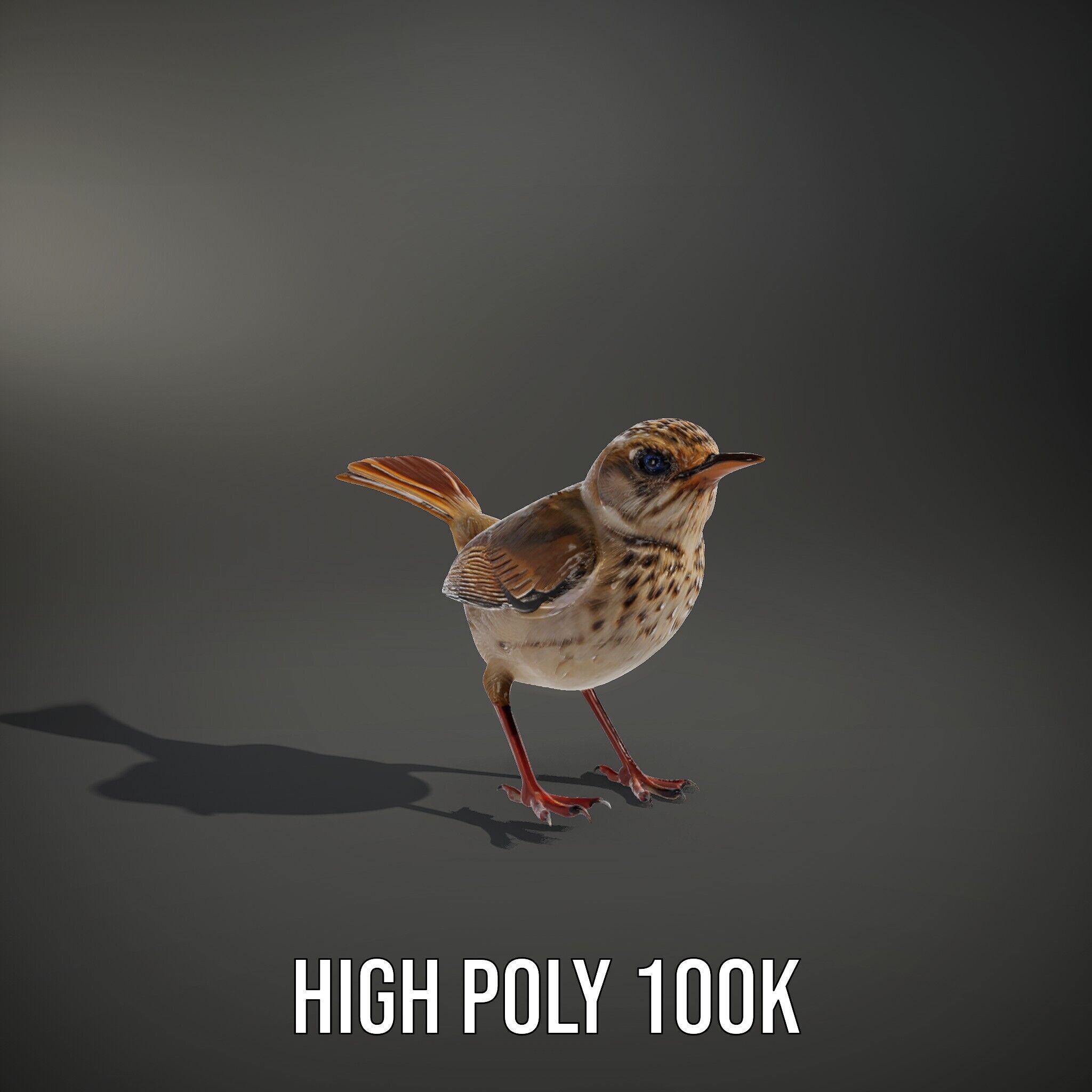 Detailed Realistic Bird D Model Pack Low-poly 3D model_15