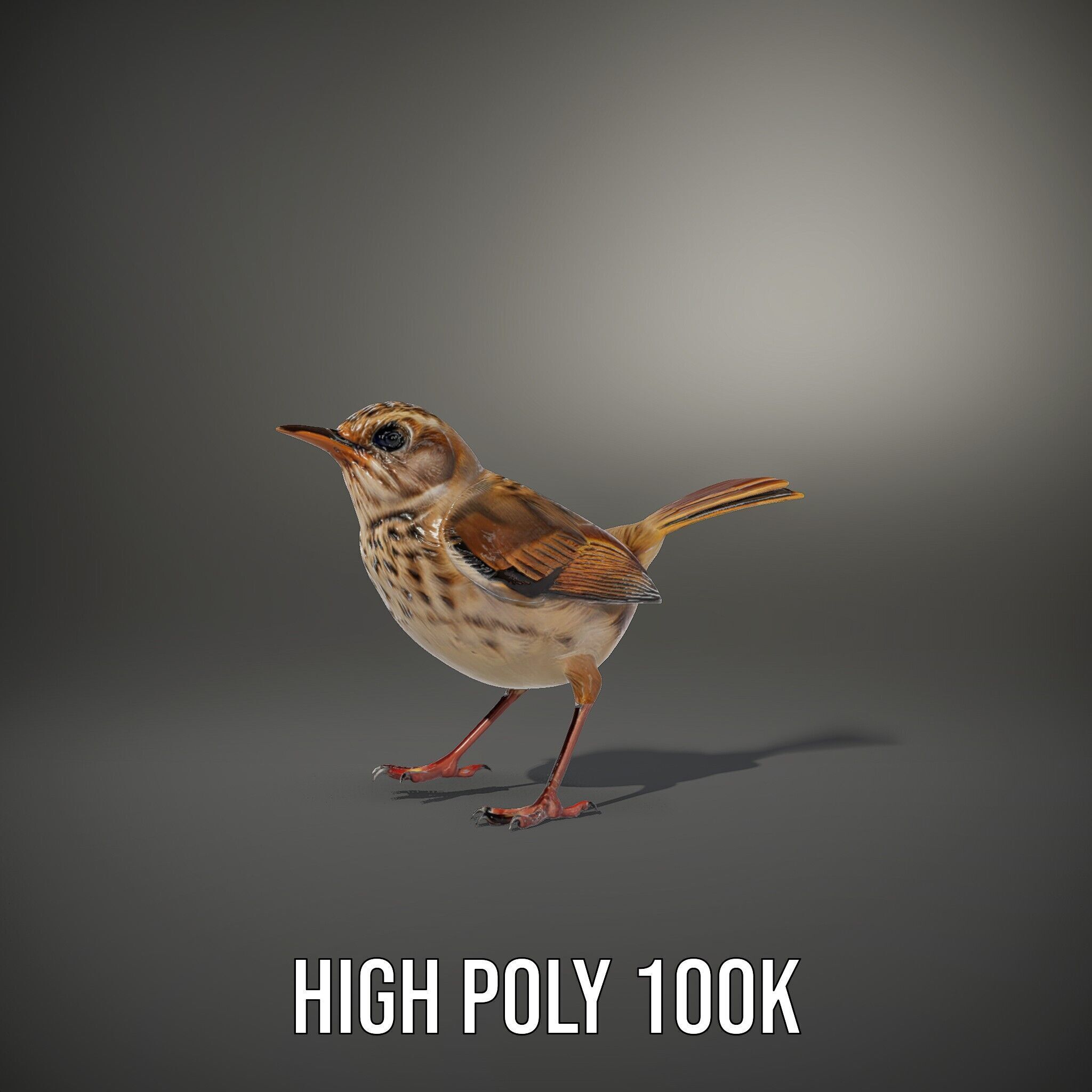 Detailed Realistic Bird D Model Pack Low-poly 3D model_12