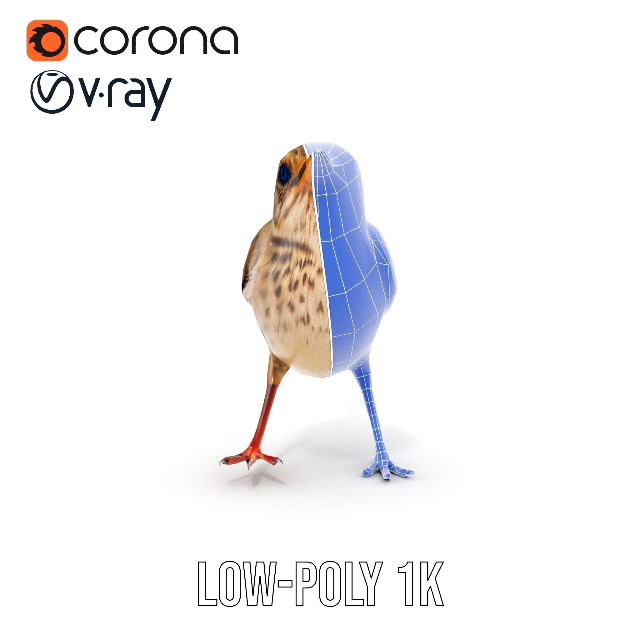 Detailed Realistic Bird D Model Pack Low-poly 3D model_17