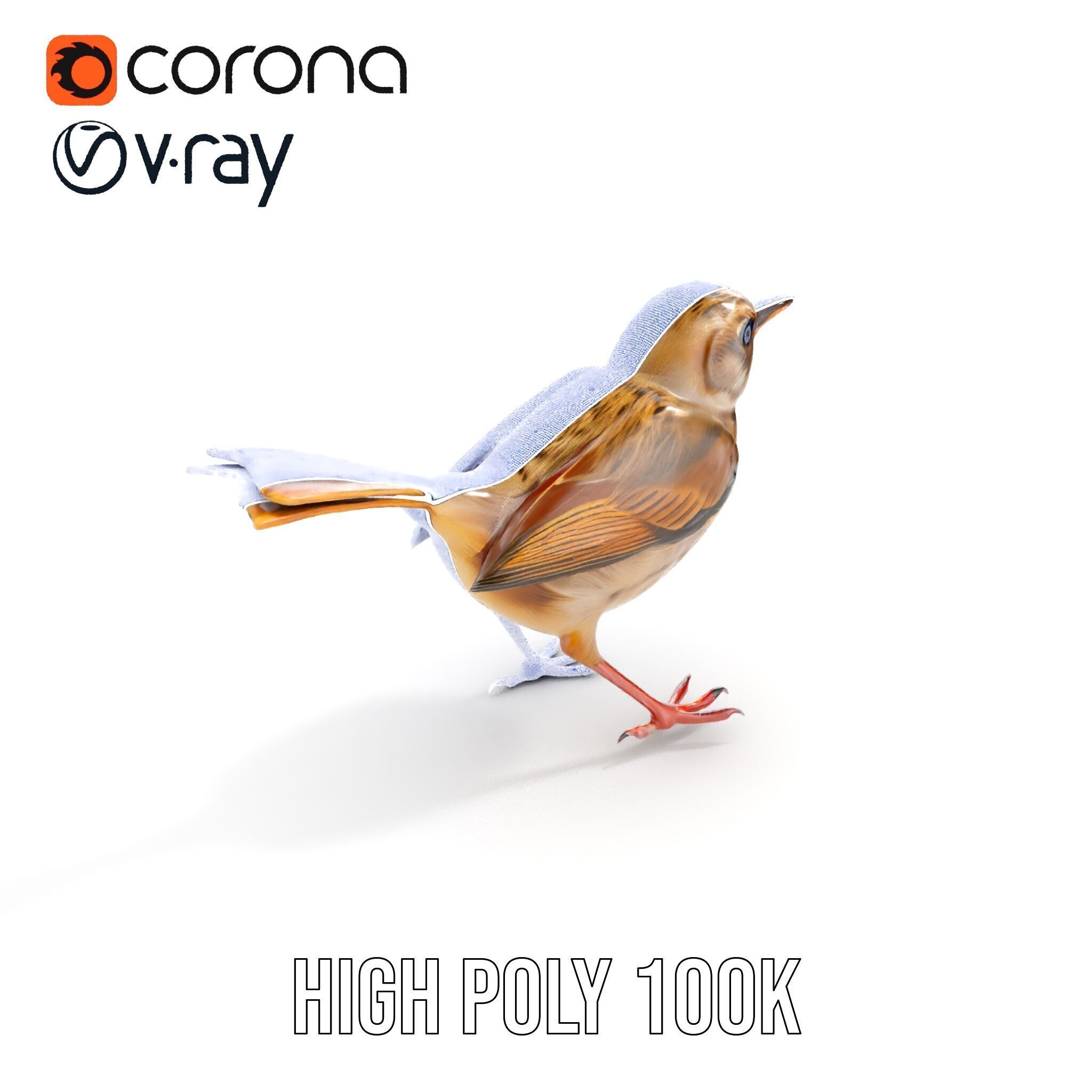 Detailed Realistic Bird D Model Pack Low-poly 3D model_39