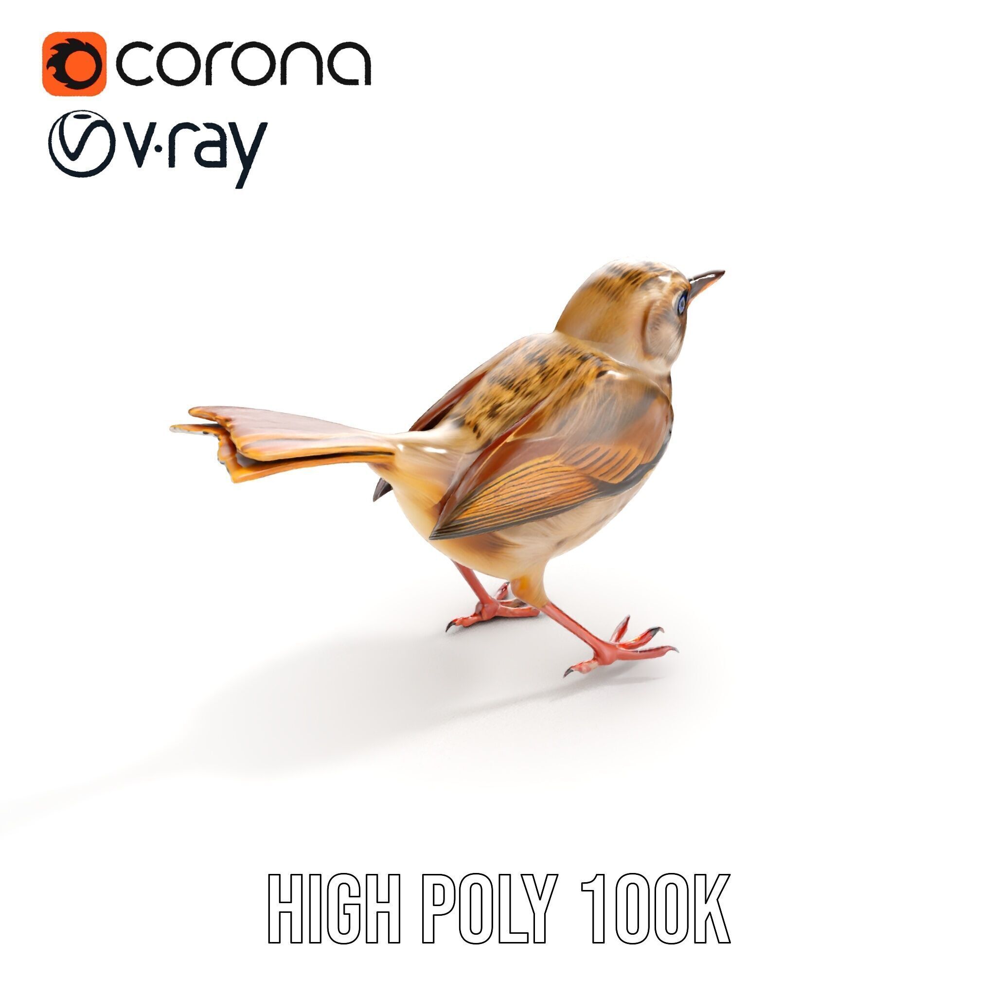 Detailed Realistic Bird D Model Pack Low-poly 3D model_28