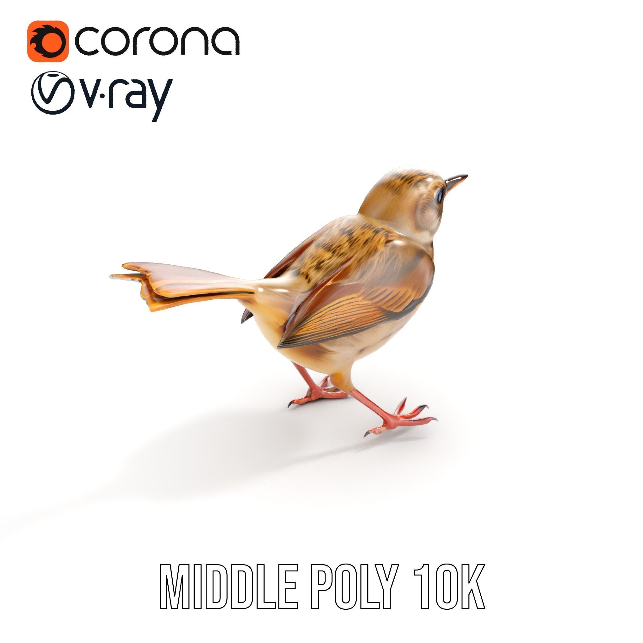 Detailed Realistic Bird D Model Pack Low-poly 3D model_29