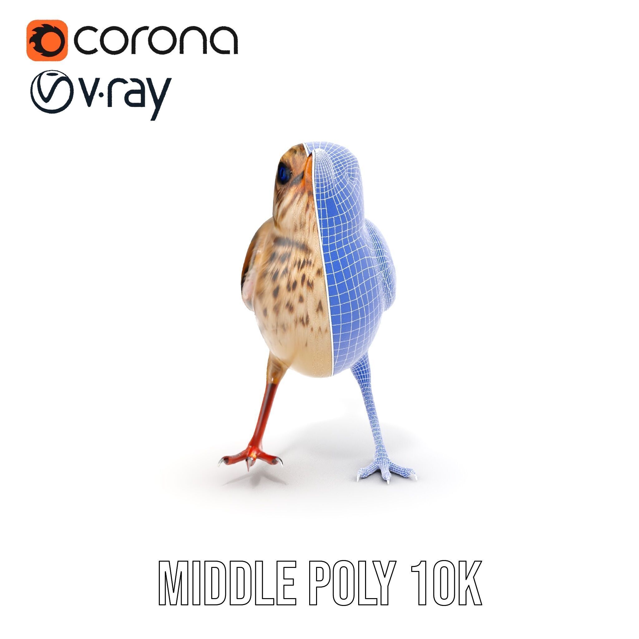 Detailed Realistic Bird D Model Pack Low-poly 3D model_24