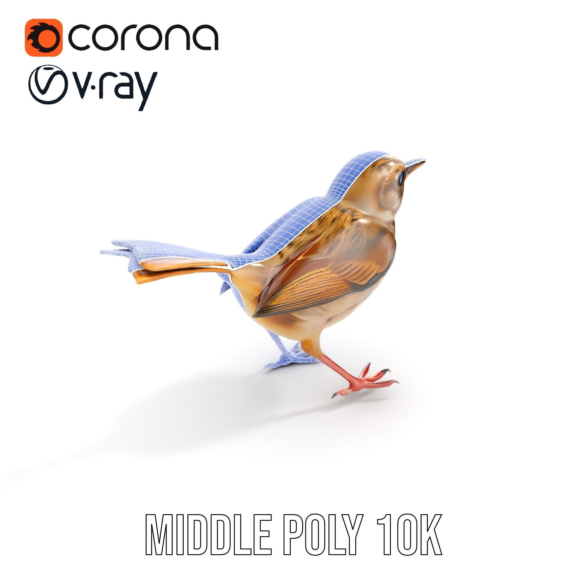Detailed Realistic Bird D Model Pack Low-poly 3D model_13