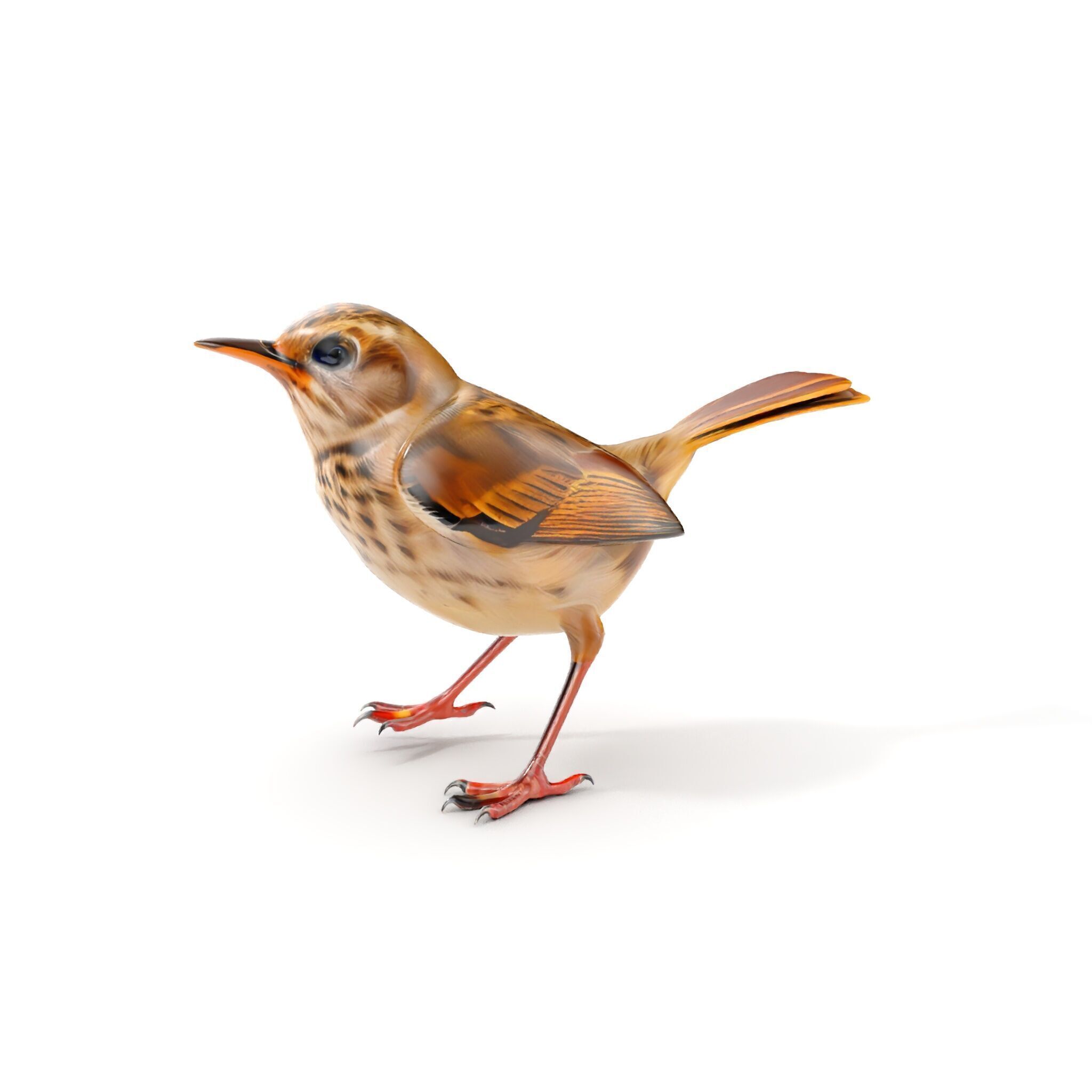 Detailed Realistic Bird D Model Pack Low-poly 3D model_7