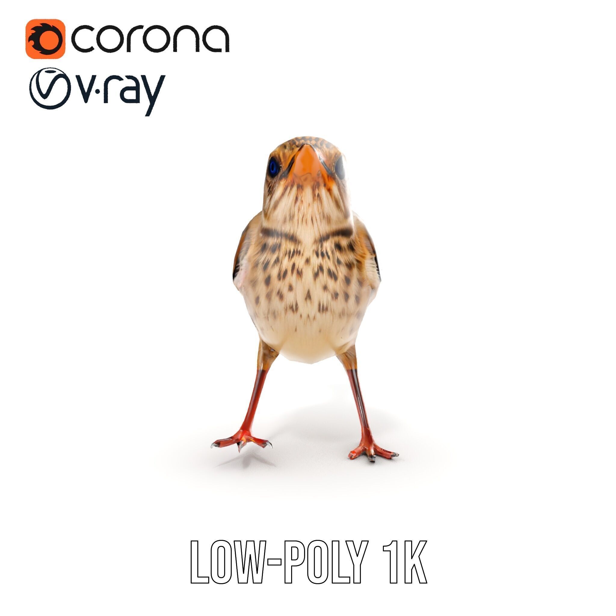 Detailed Realistic Bird D Model Pack Low-poly 3D model_30