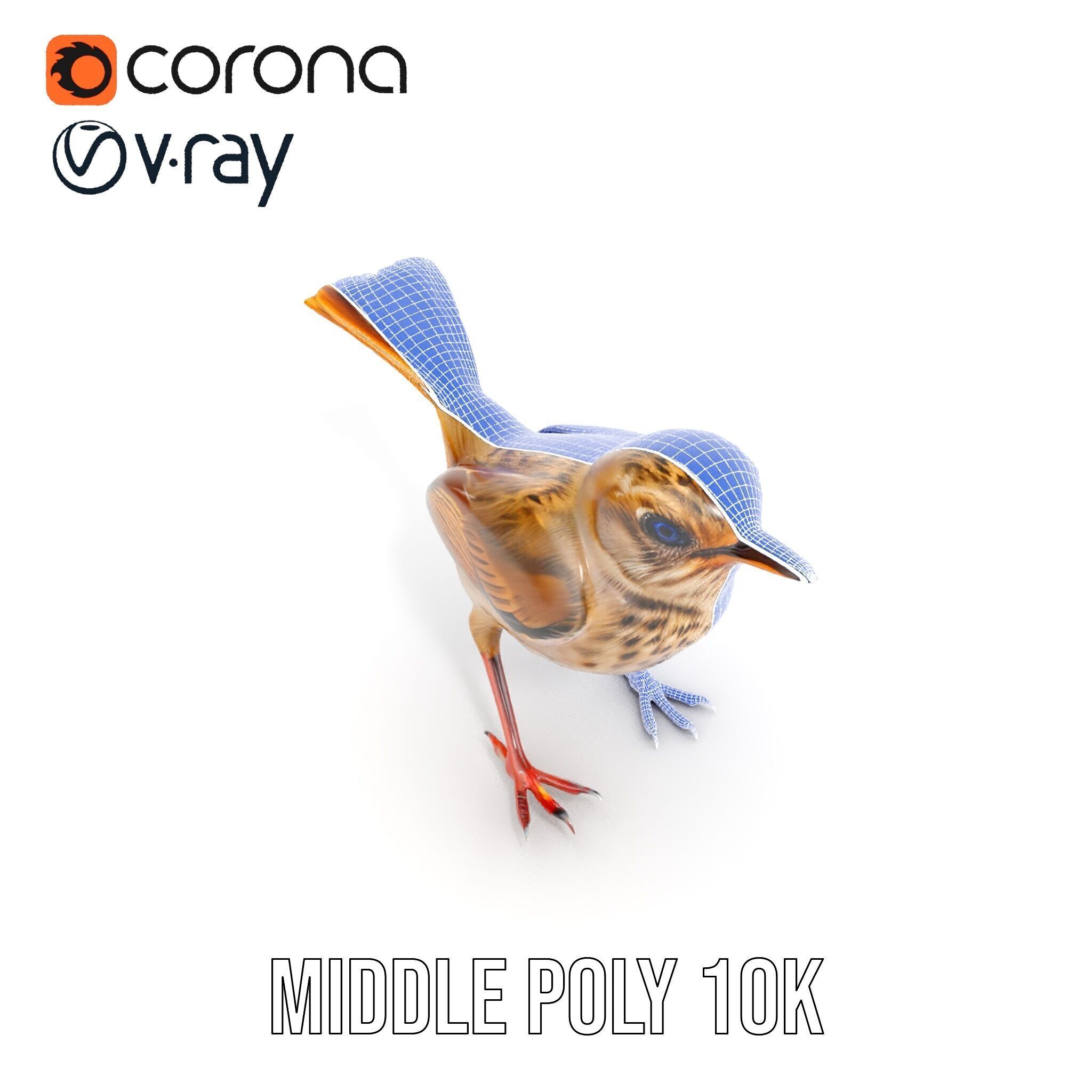 Detailed Realistic Bird D Model Pack Low-poly 3D model_10