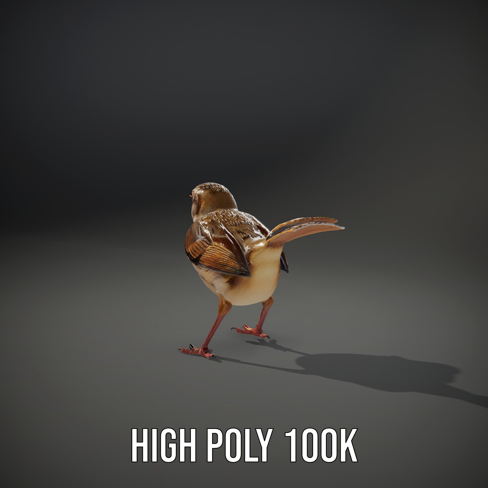 Detailed Realistic Bird D Model Pack Low-poly 3D model_9