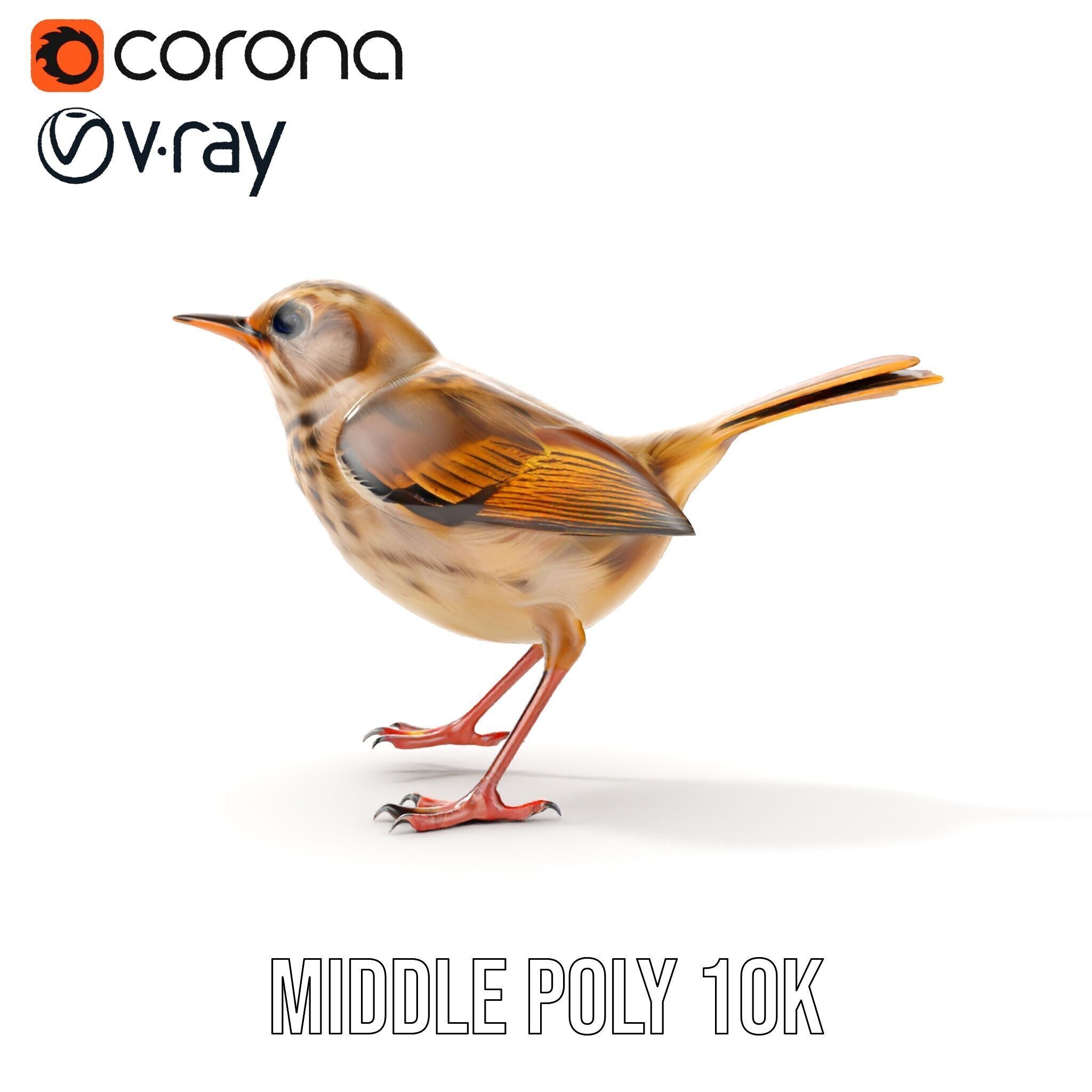 Detailed Realistic Bird D Model Pack Low-poly 3D model_21