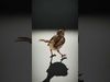 Detailed Realistic Bird D Model Pack Low-poly 3D model_2