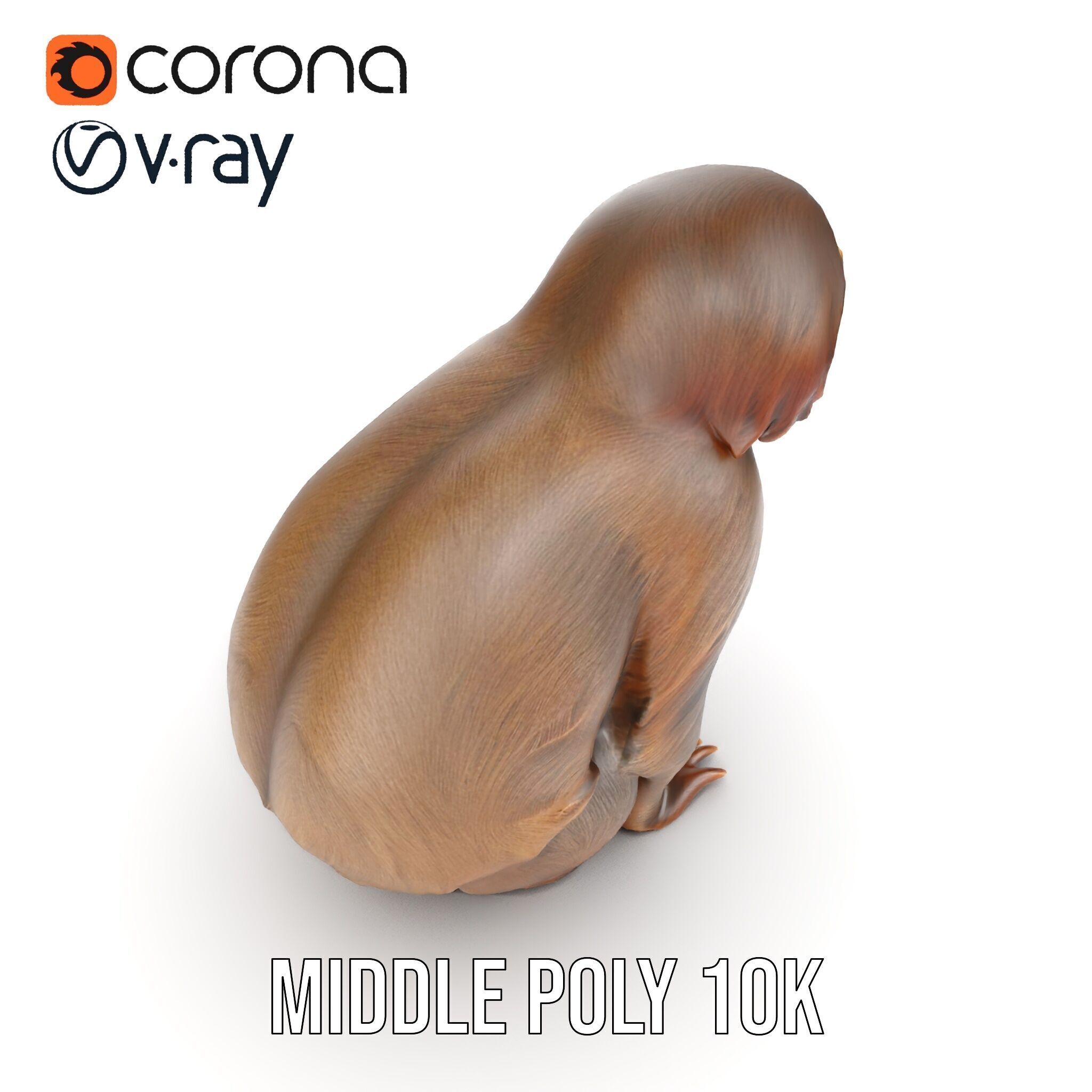 Sloth D model pack  Realistic and Detailed Low-poly 3D model_6